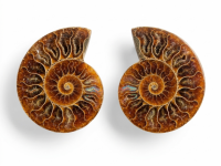 Ammonite Pair